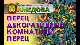 Перец Декоративный. Комнатный Перец.