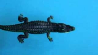 Rubber crocodile toys