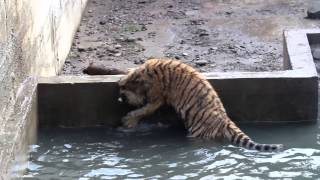 ვეფხვის ბოკვრები შხაპს იღებენ / Tiger cubs having shower