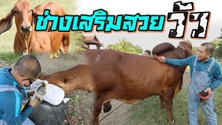 ไก่งามเพราะขน คนงามเพราะแต่ง วัวก็สวยได้แค่มี "ช่างเสริมสวย" l ไทยทึ่ง WOW! THAILAND
