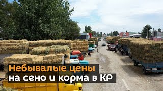 В Кыргызстане резко подорожали сено и корма — что говорят продавцы