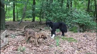 Welpen Holländischer Schäferhund Herder