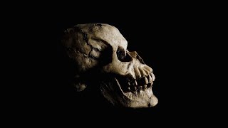 25 UNSOLVED Mysteries Of Evolution