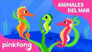 Caballo de Mar | Animales del Mar | Pinkfong Canciones Infantiles