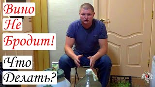Вино не бродит. Что делать. Виноград 2016.