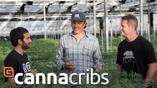 Canna Cribs: E1 - Glass House Greenhouse - Commercial Cannabis Growing Operation in California