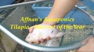 Affnan's Aquaponics - Tilapia Harvest of the Year 31st Dec 2010