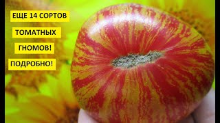 Томаты. О Томатных Гномах подробно, обзор каждого сорта отдельно. Часть 2.
