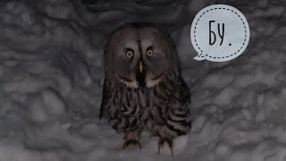 УГУ от совы филина Ёлки и лохматенький неясыть Кофи на дорожке