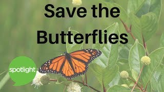 "Save The Butterflies" - practice English with Spotlight