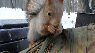 Покормил знакомого бельчонка, которого давно не видел / Feeding a familiar little squirrel