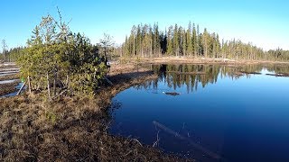 ОХОТА НА ГУСЯ НА БОЛОТАХ СЕВЕРНОЙ КАРЕЛИИ