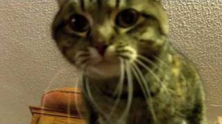 MeowMeow Flirts