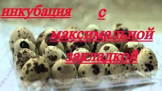 Инкубация перепелов. Инкубатор переполнен. Эксперемент