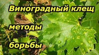 Виноградный клещ методы борьбы