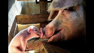 *WARNING!* - Most Graphic Animal Cruelty Video