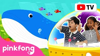 Ballena Azul | Pinkfong Canta & Baila | Canciones ​Infantiles | Pinkfong en español