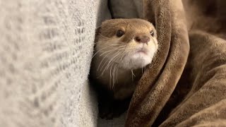 同じ色の毛布に擬態するも猫に秒でバレてるカワウソ An otter that mimics a blanket of the same color but is caught by a cat