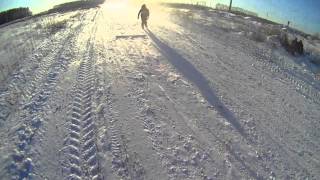 Скийоринг Сибири, skijouring Sibiria