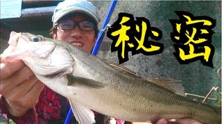 シーバス釣り (秘密の話)どうして釣れる！？ぶっちゃけ、ここだけの話ね。