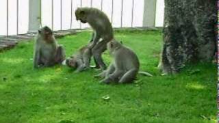 monkey make love when looking in the mirror