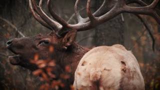 Big Steps in Conservation Movement with Shane Mahoney