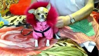 Как одеть мини чихуахуа. Нюра в розовом комбензоне \ How to dress the dog  Nura in pink