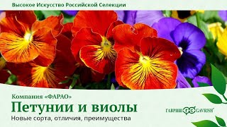 Сорта петуний и виол. Новинки итальянской компании "Фарао"