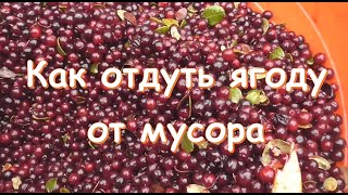 Как отдуть ягоду от мусора