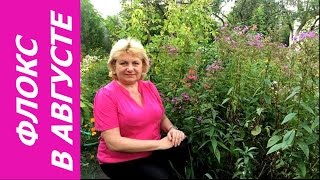 ФЛОКСЫ В АВГУСТЕ