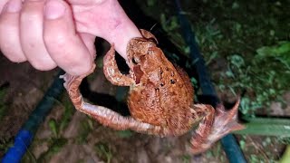 Кормлю дикую вольную лягушку пальцами и трогаю её за попоньку через рот. А что вы делаете в полночь?
