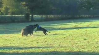 Bloom Brothers: Doggin' Boars 4