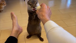 カワウソさくら ピンポン球への執着が強すぎるカワウソと猫 Otter and cat with a strong attachment to ping-pong balls