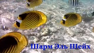 Подводные обитатели бухты Набк, Шарм Эль Шейх / Underwater World, Nabq Bay