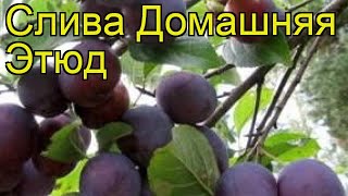 Слива домашняя Этюд. Краткий обзор, описание характеристик prunus domestica Etiud