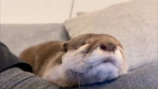 カワウソさくら ボキャブラリーが「きゅーん」しかなくなってしまったカワウソ otter who can only make a cute voice