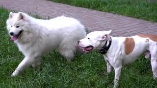 ?Собакам весело. Питбуль и Самоед. Dogs fun. Pitbull and Samoyed.