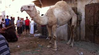 نحر الجمل في عيد الاضحى المبارك