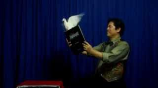 PAPER DOVE TO REAL DOVE BY DR GERTES