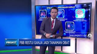 PBB Restui Ganja Jadi Tanaman Obat