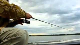 Megabass live x revenge