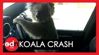 LUCKY Escape! Frightened Koala Causes Five-Car Pileup Crossing Australian Freeway
