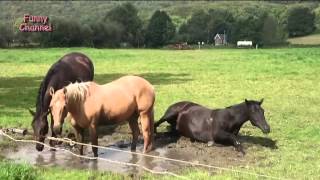 Funny Horse Videos 2015 Подборка Приколов с Лошадками #16