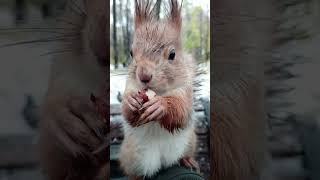 Ушастик ест орешек / Ushastik eats a nut