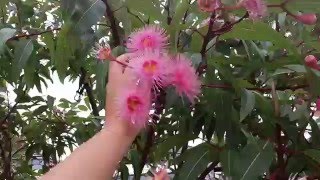 Как цветет Австралийский Эвкалипт