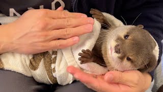 赤ちゃん化が進むカワウソを徹底的に赤ちゃんさせてみた Thoroughly babying an otter that is being babied.