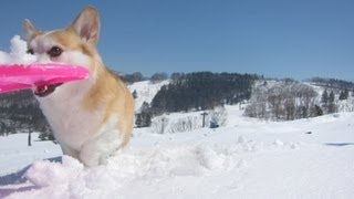 あれば幸せ♪セルフリフォームの道具