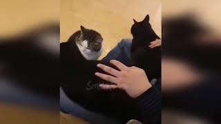 КОТЫ 2019 Смешные коты приколы с котами до слез – Смешные кошки – Funny Cats