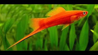 Аквариумная рыбка Меченосец Аквариумистика. Animals & fish.