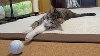 最小限で動く猫